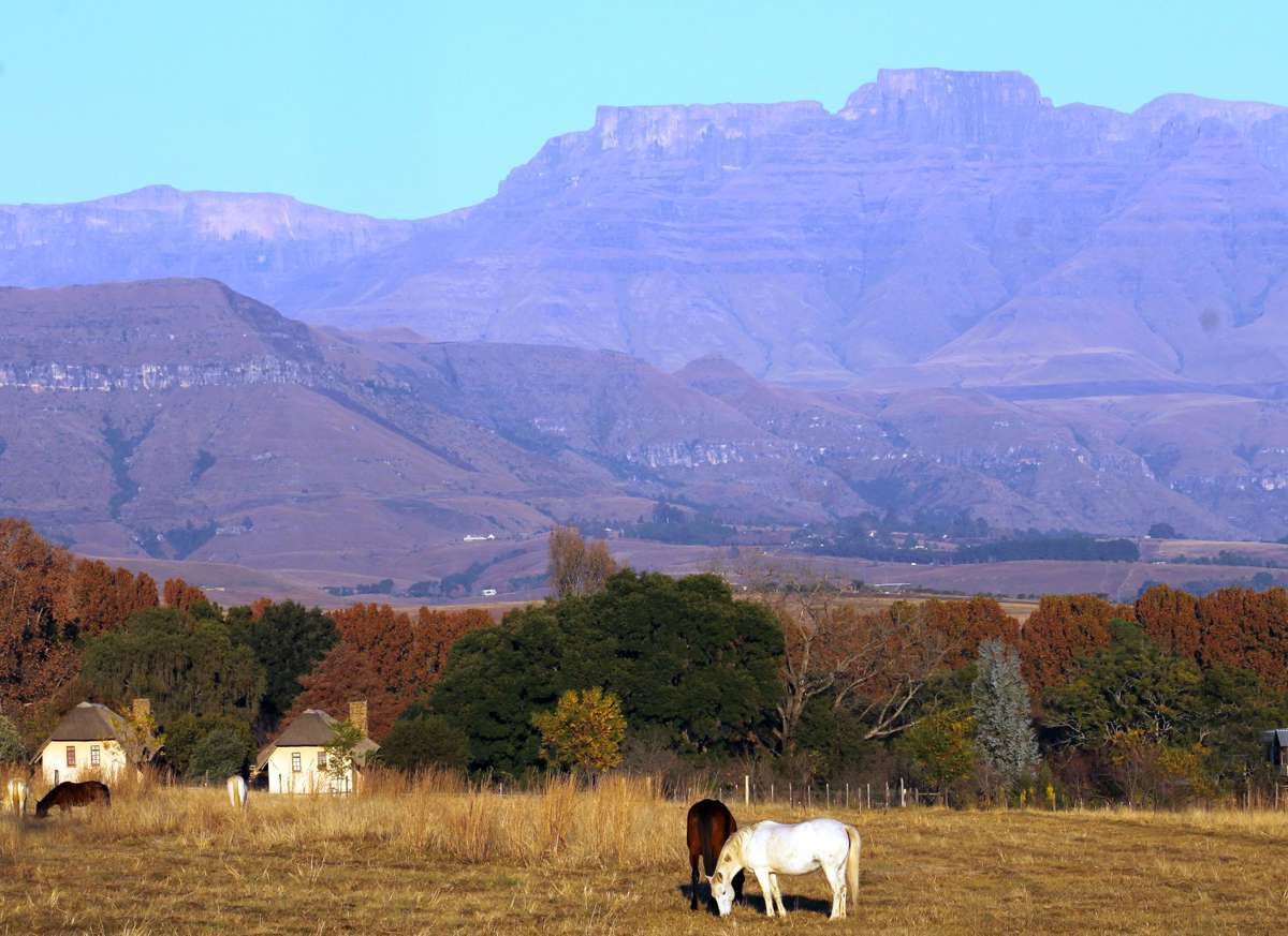 ardmore-horses-berg-skyline