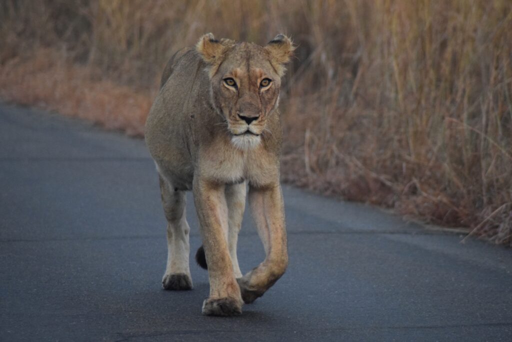 Female lion