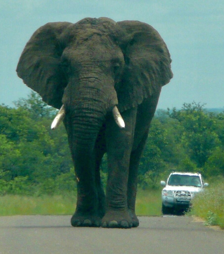 Elephant