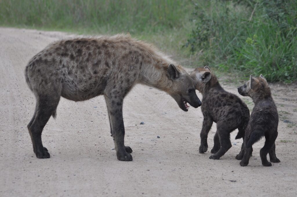 Hyena with cubs
