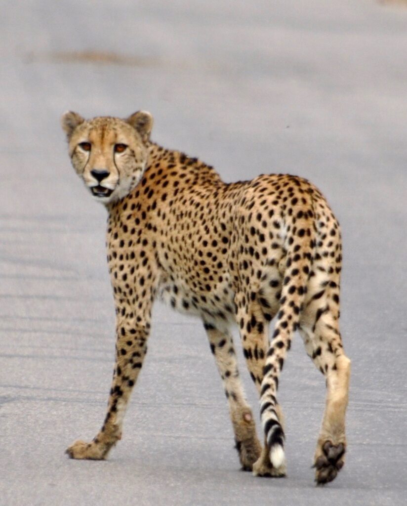 Cheetah